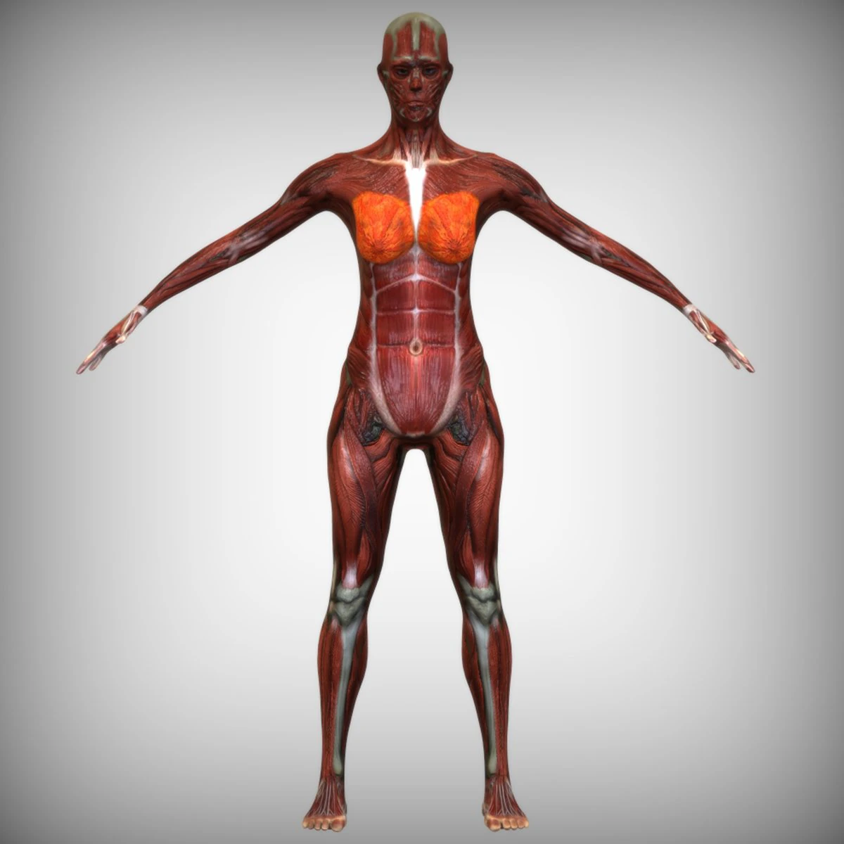 Female Muscular System 3D Model .c4d .max .obj .3ds .fbx .stl .blend 