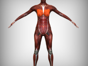 Female Muscular System 3D 模型
