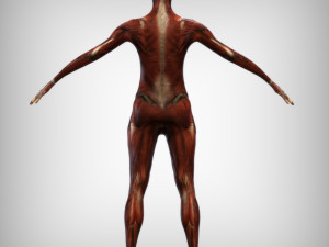 Female Muscular System Modelo 3D