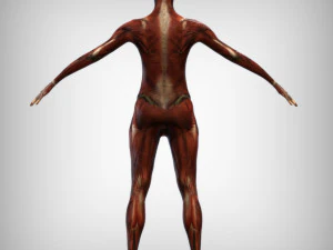 Female Muscular System 3D Model