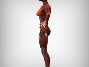 Female Muscular System Modelo 3D