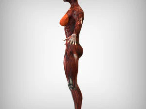 Female Muscular System 3D Model