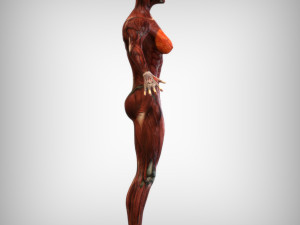 Female Muscular System Modelo 3D