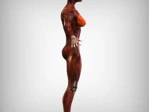 Female Muscular System 3D Model
