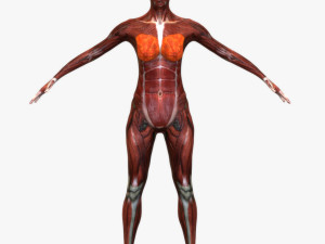 Female Muscular System Modelo 3D