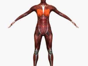 Female Muscular System 3D Model