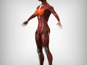 Female Muscular System 3D Model