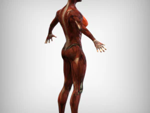 Female Muscular System 3D Model