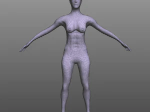 Female Muscular System 3D Model