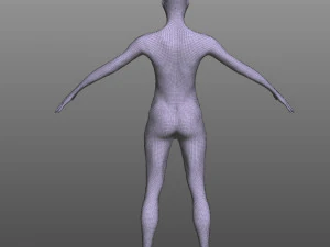 Female Muscular System 3D Model