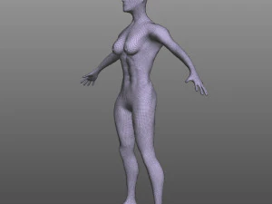 Female Muscular System 3D Model