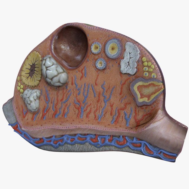 Female Ovary 3D Model .c4d .max .obj .3ds .fbx .stl .blend 