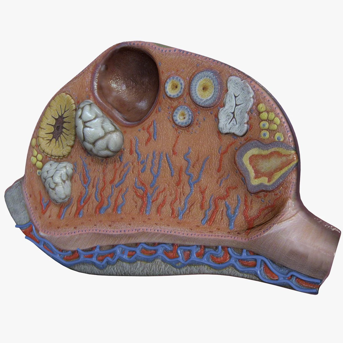 Female Ovary 3D Model .c4d .max .obj .3ds .fbx .stl .blend 