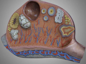 Female Ovary 3D Model