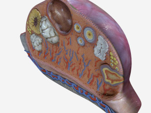 Female Ovary 3D Model