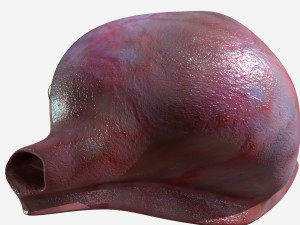 Female Ovary 3D Model