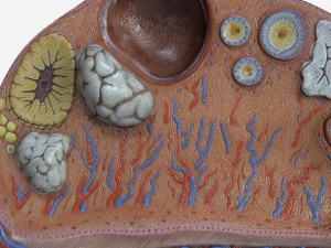 Female Ovary 3D Model