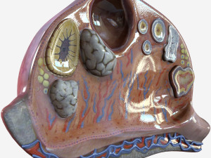 Female Ovary 3D Model