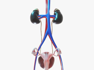 Sistema urinario femminile Modello 3D
