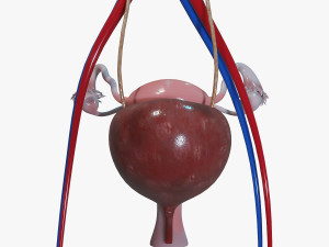 Female Urinary System 3D Модель