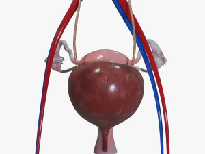 Female Urinary System 3D Model