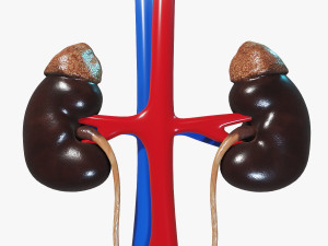 Female Urinary System 3D Модель