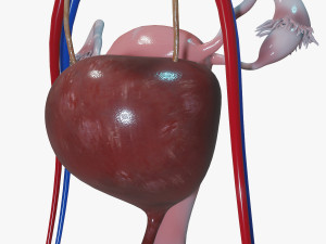 Female Urinary System 3D Модель