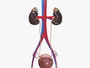 Female Urinary System 3D Модель