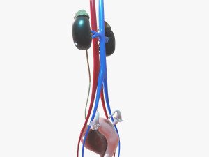 Female Urinary System 3D Модель