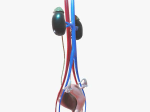 Female Urinary System 3D Model