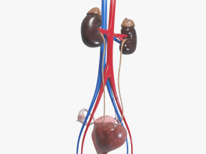 Female Urinary System 3D Модель