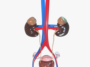Female Urinary System 3D Модель