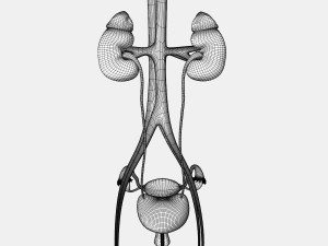 Female Urinary System 3D Модель