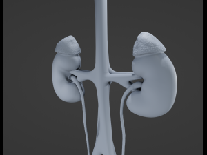 Female Urinary System 3D Модель