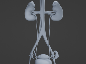 Female Urinary System 3D Модель