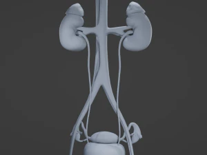 Female Urinary System 3D Model