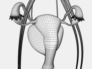 Female Urinary System 3D Модель