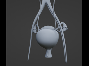 Female Urinary System 3D Модель