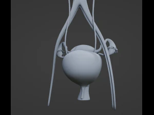 Female Urinary System 3D Model