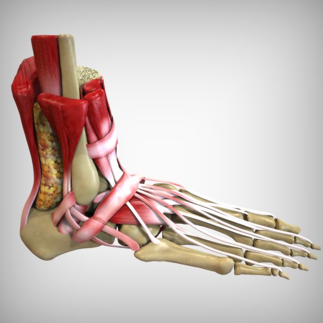 Foot Anatomy 3D Model .c4d .max .obj .3ds .fbx .stl .blend 