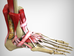 Foot Anatomy 3D Model