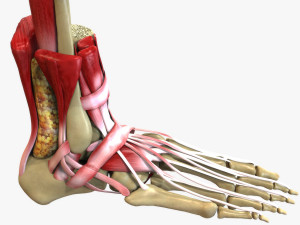 Foot Anatomy 3D Model