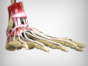 Foot Anatomy 3D Model