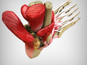 Foot Anatomy 3D Model
