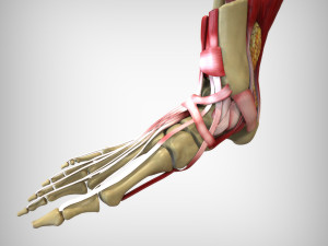 Foot Anatomy 3D Model
