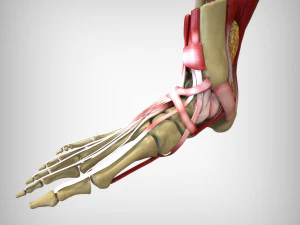Foot Anatomy 3D Model