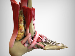 Foot Anatomy 3D Model