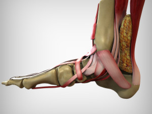 Foot Anatomy 3D Model
