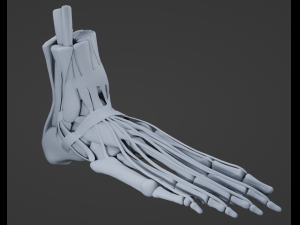Foot Anatomy 3D Model