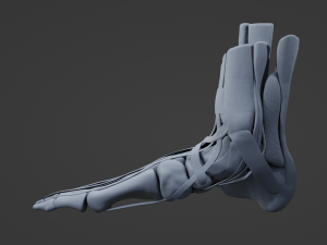 Foot Anatomy 3D Model
